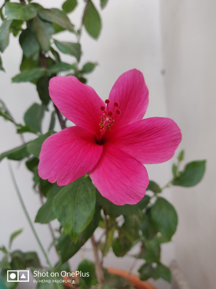 Earth laughs as flowers???