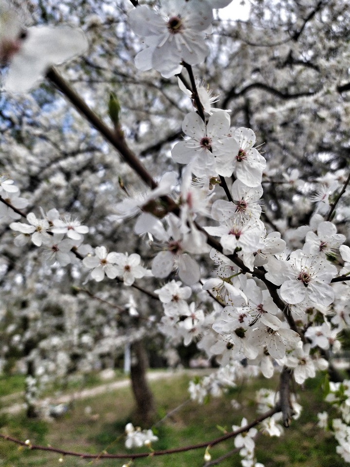 blossom