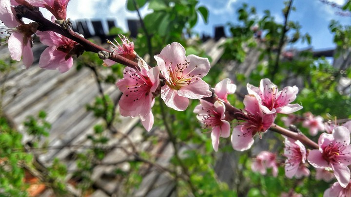 spring