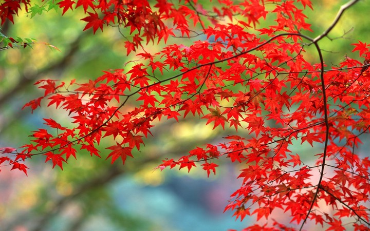 Autumn leaves