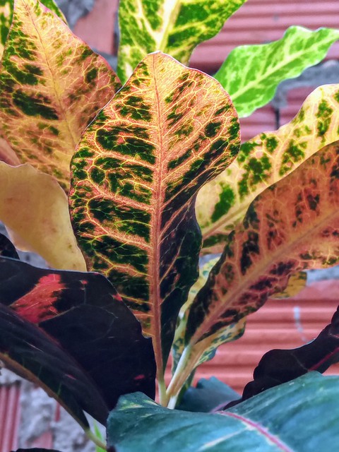botany, chard háttérképek