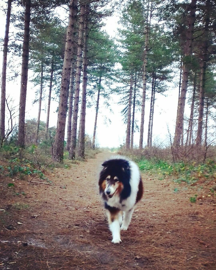 Winter Woods