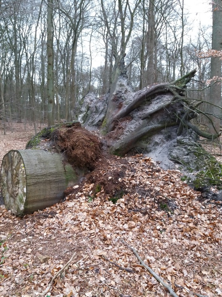 tree
