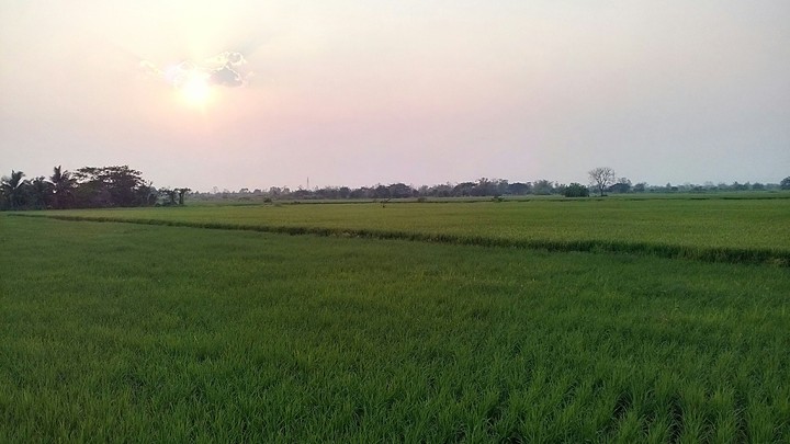 Greenfields
