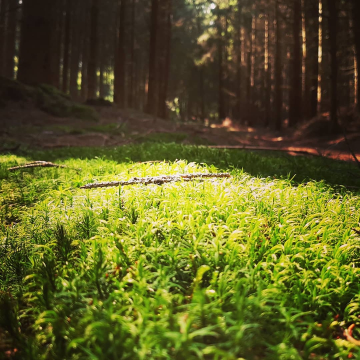 Woods