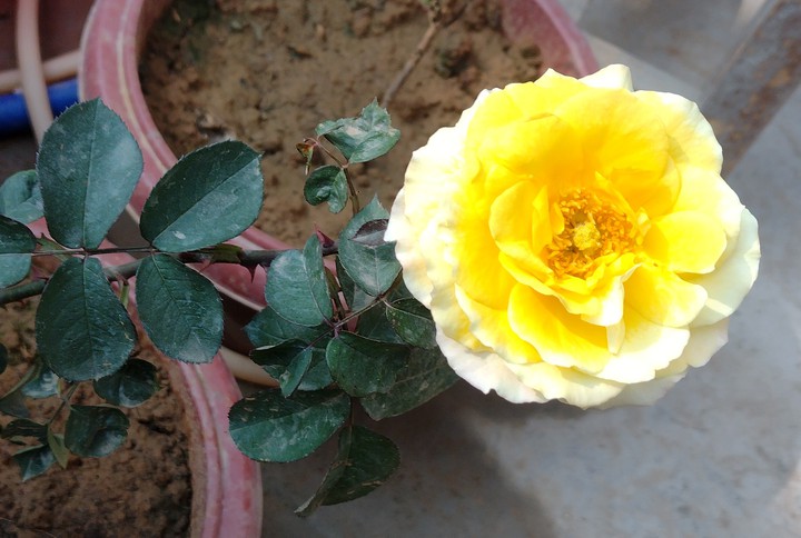 rose