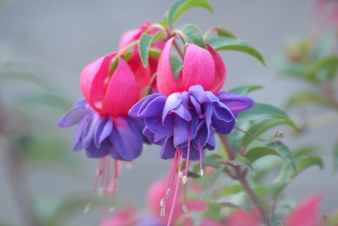 fuchsia, superstar achtergronden