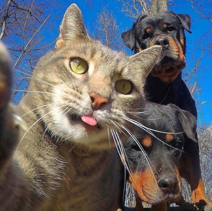 Pets