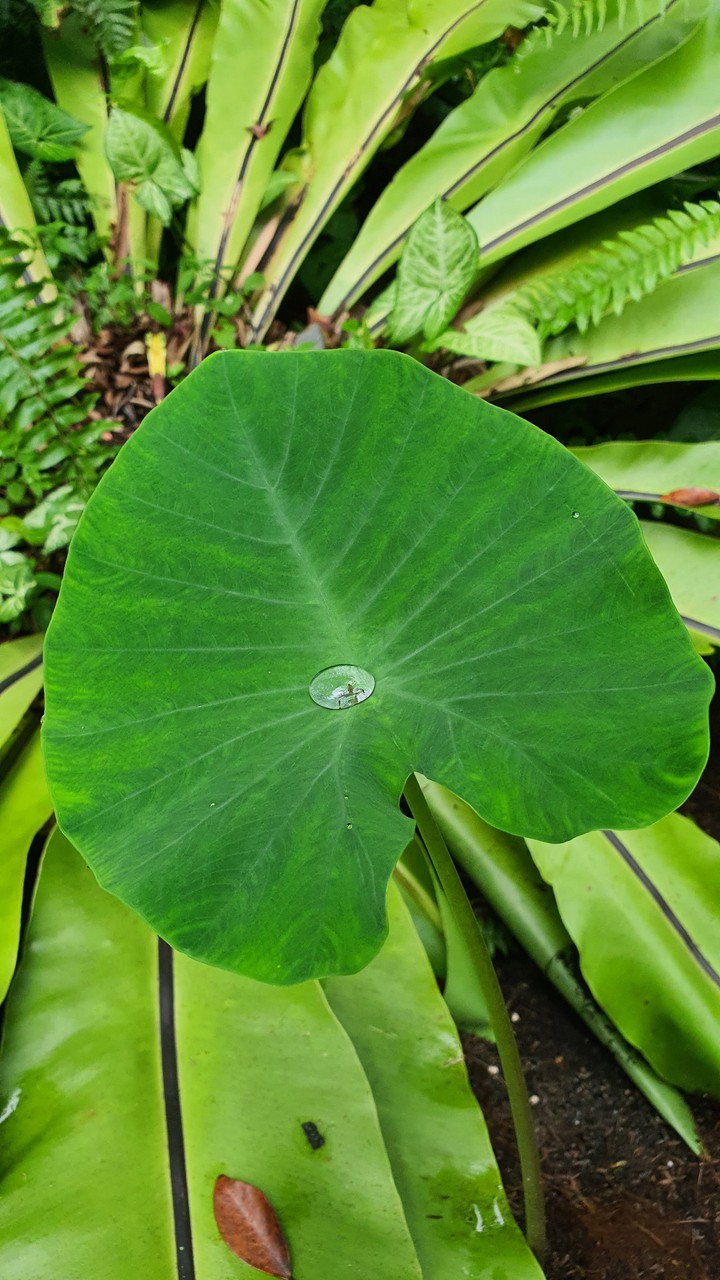 leaf