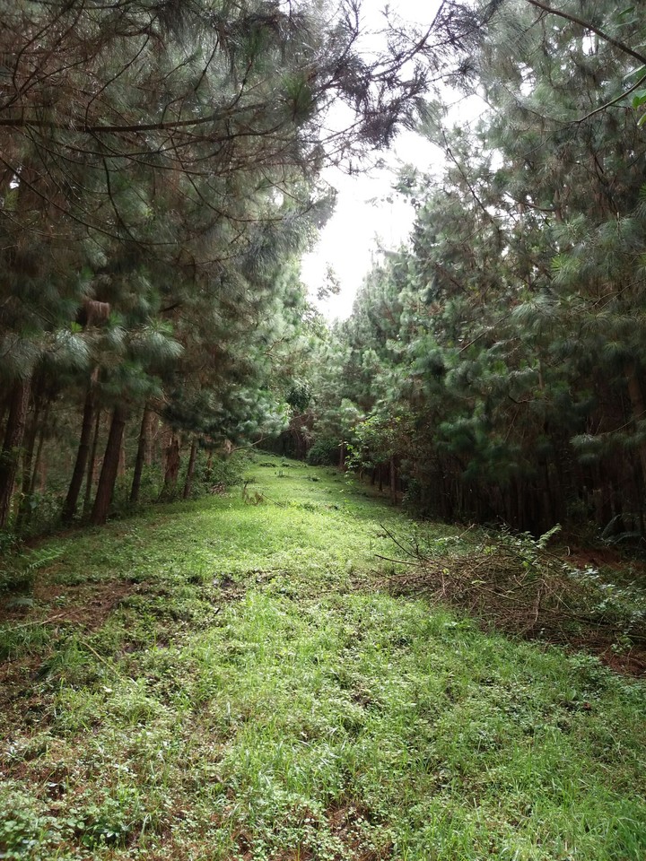 camino de pinos