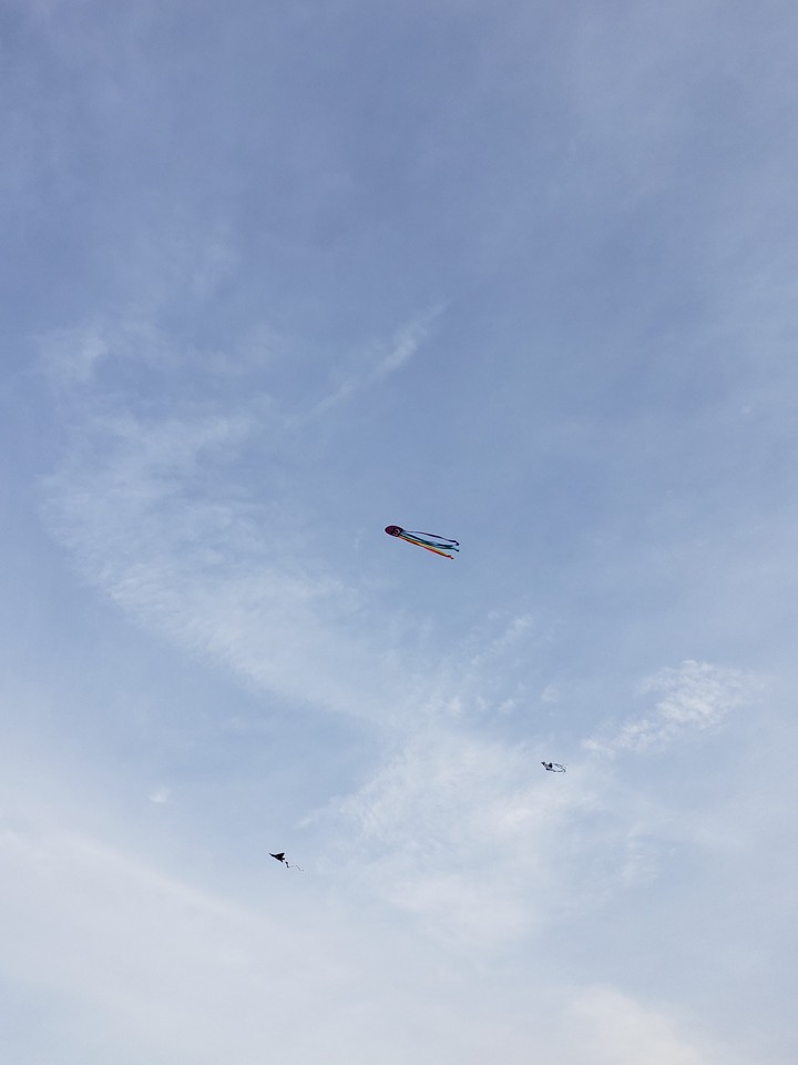Kites in the sky
