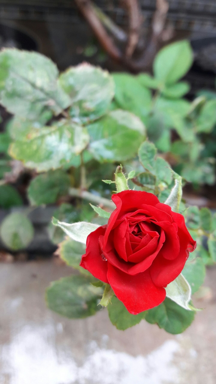 Roses everywhere