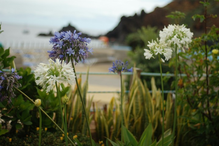 madeira