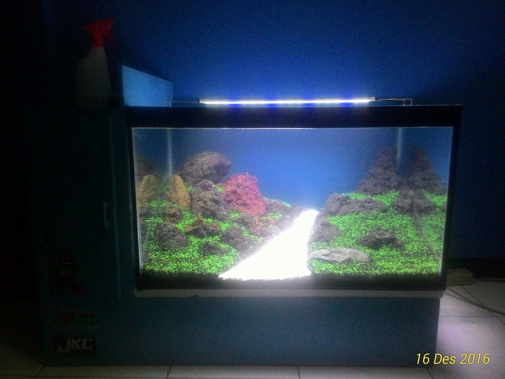 Newbie