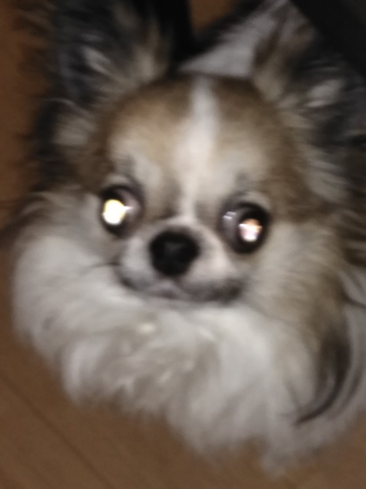 うちの犬