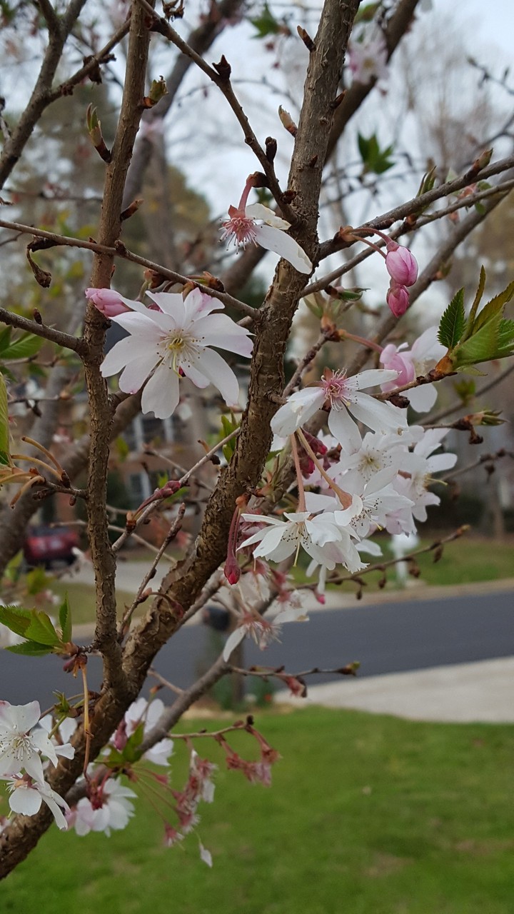 cherry blossoms