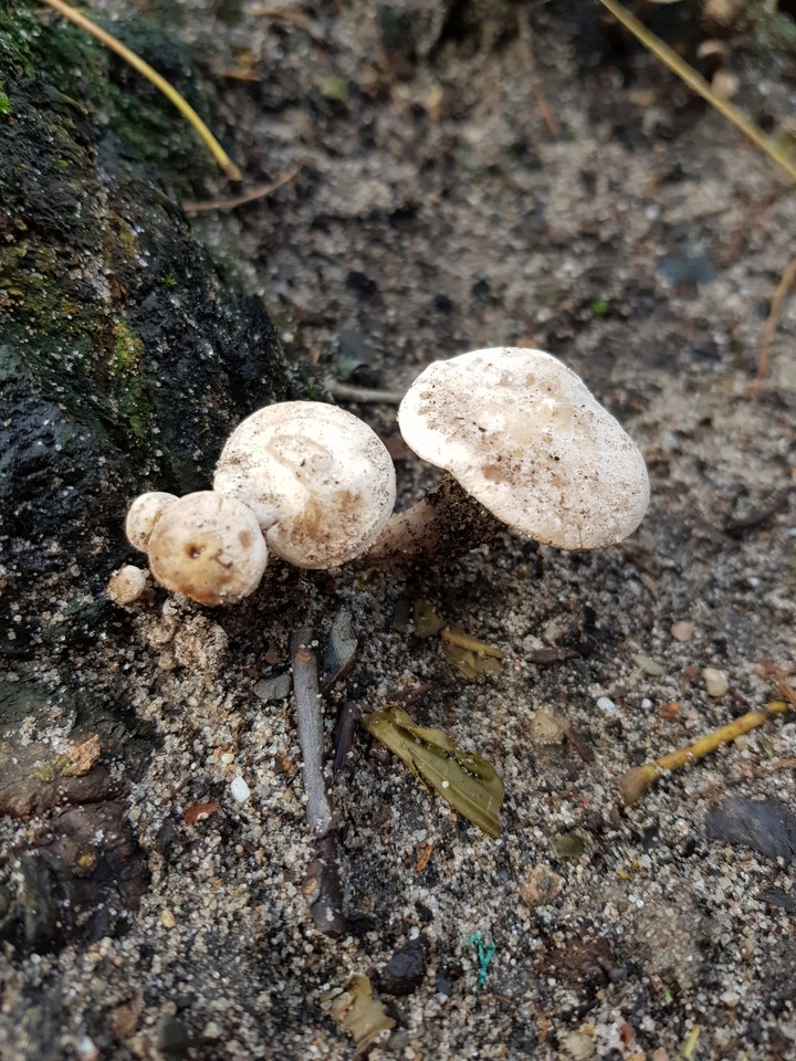 mushies