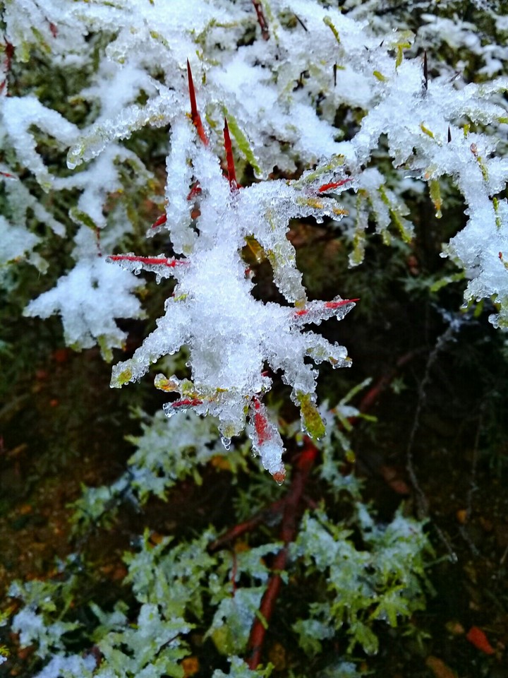 Ramitas Cubiertas de Nieve❄