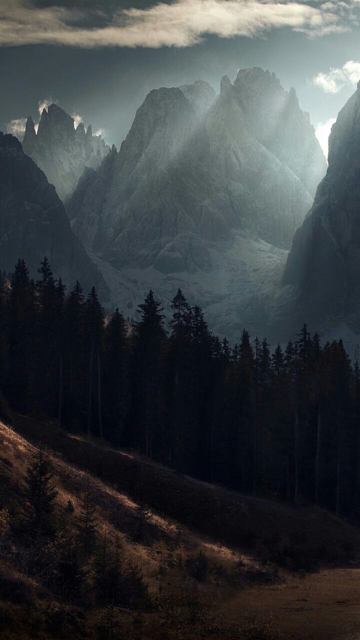 Forest