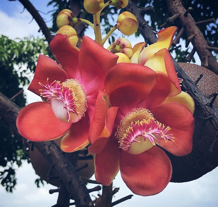 flower