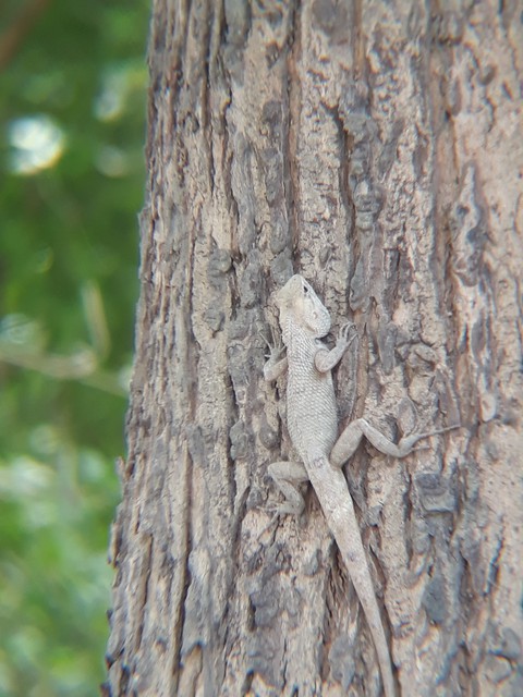 nature creature