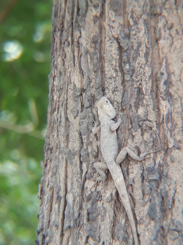 nature creature