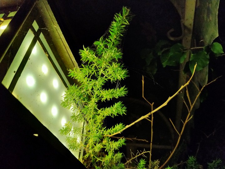 Lights & green plant