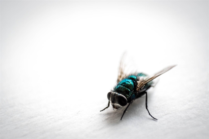 fly:)