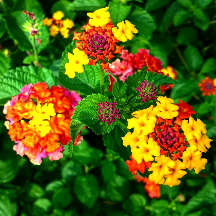 Laughing Lantanas
