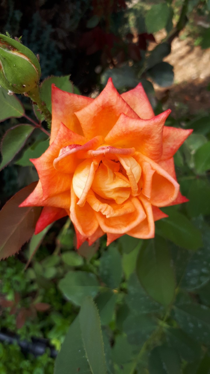 rose