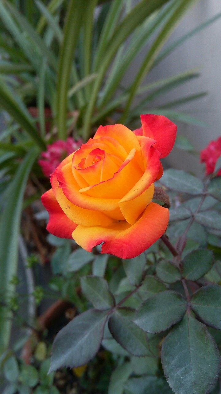 rose