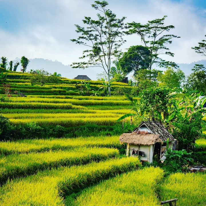 Beauty of Green