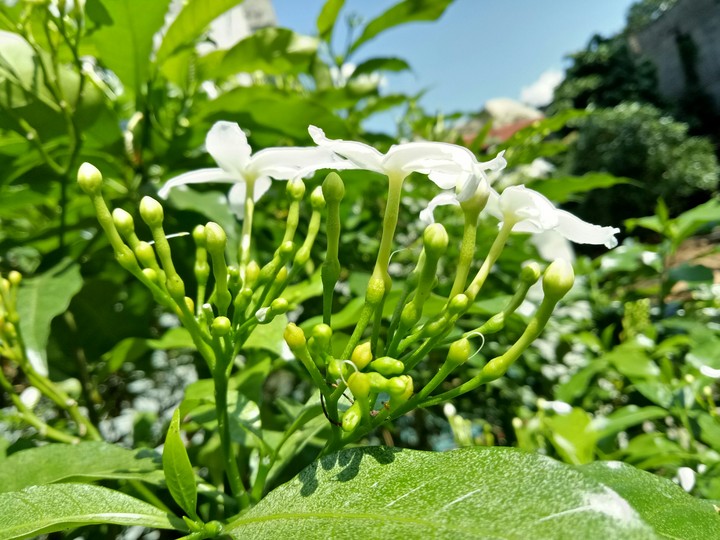 Beautiful Flowers