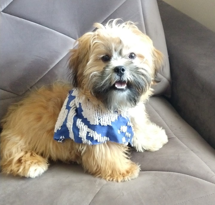 Dog