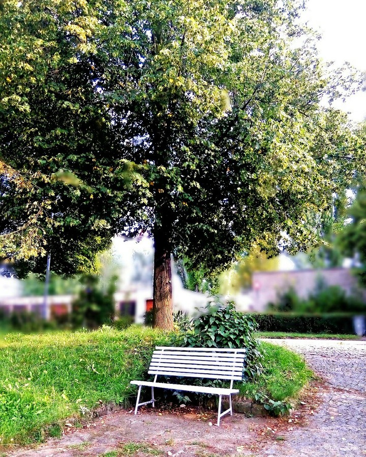 Bench 