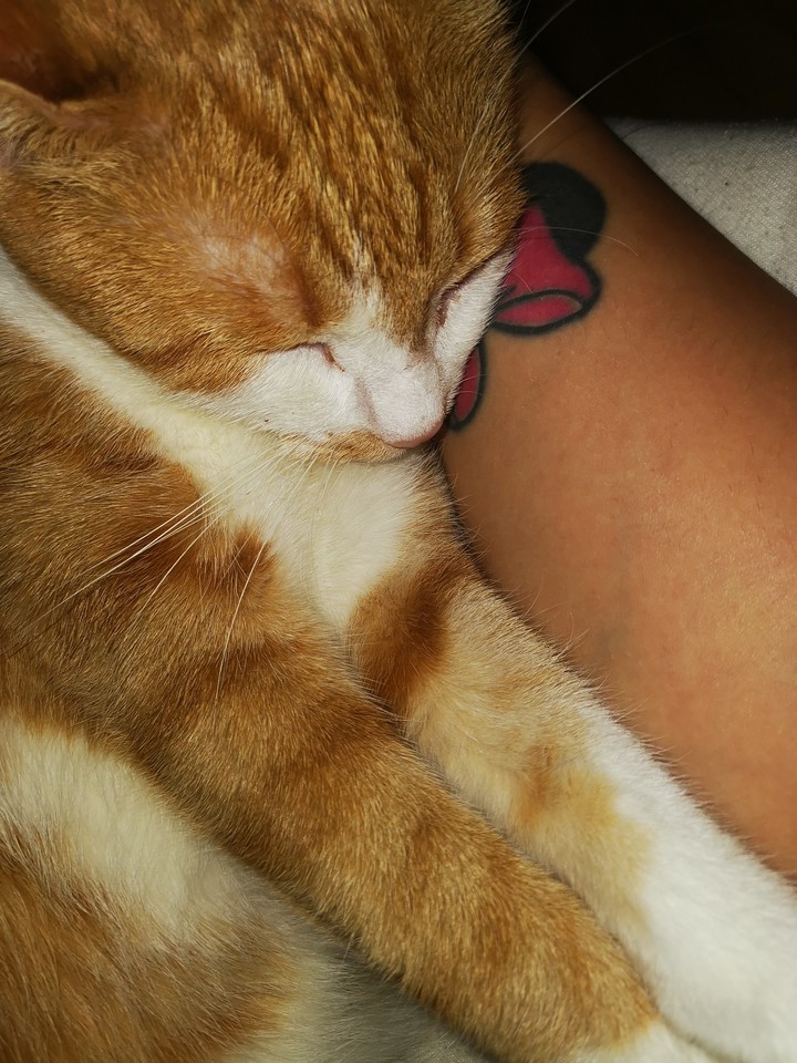 cat