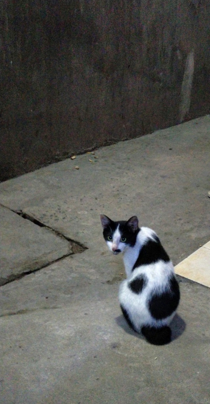 Panda Cat