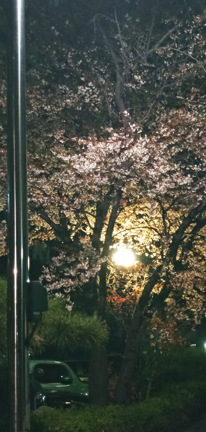 밤에 본 벚꽃