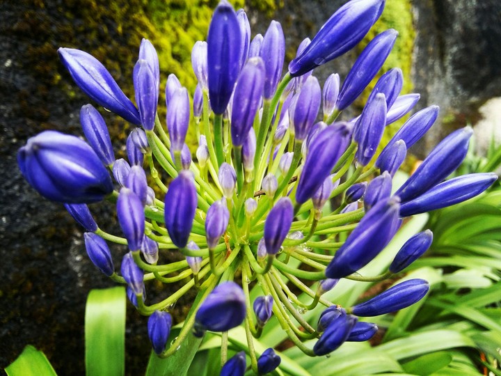 purple flower