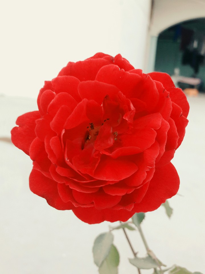 Red rose