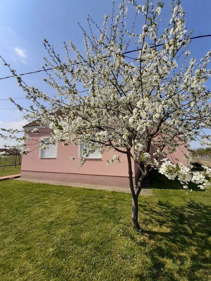 Pinky house