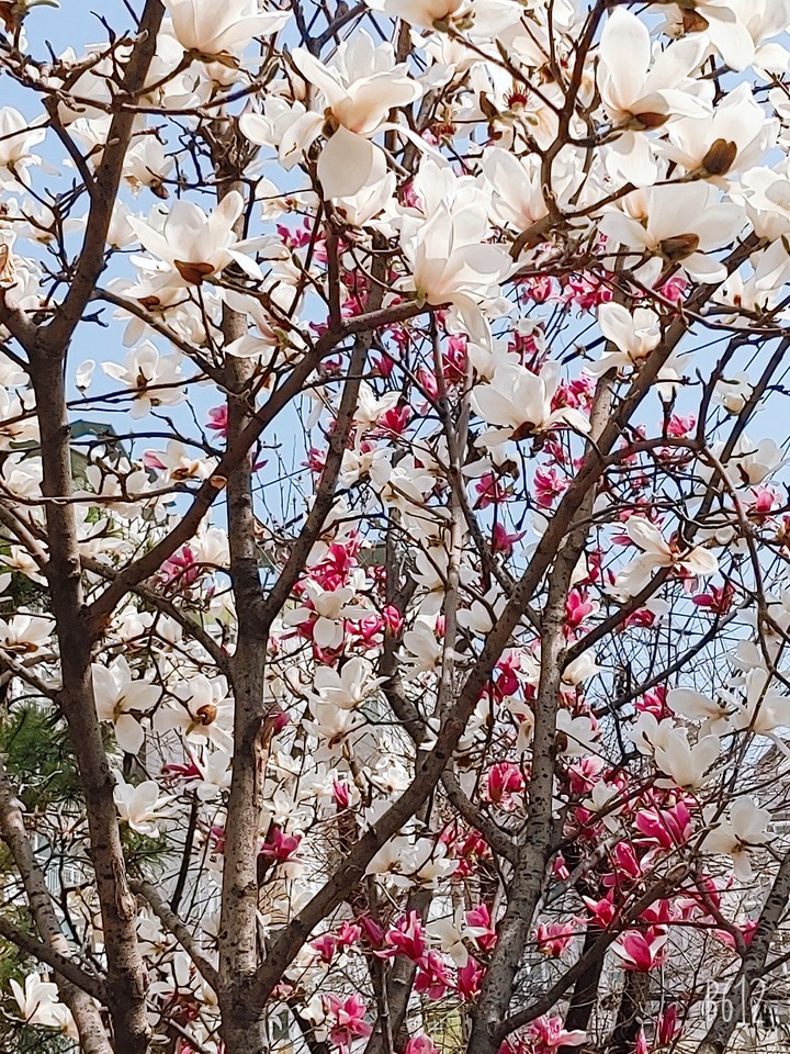 목련