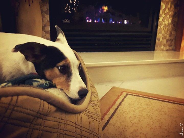 Just a dog that loves warmth