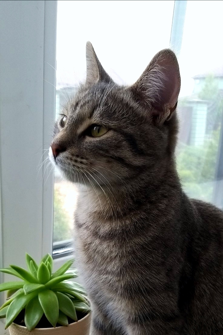 Cat Myshka
