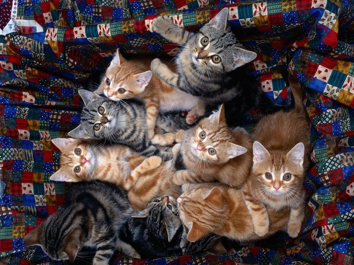 много милоты