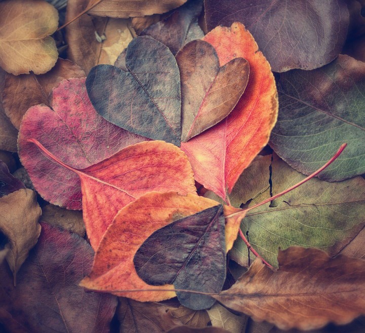 Beautiful Hearts ♥