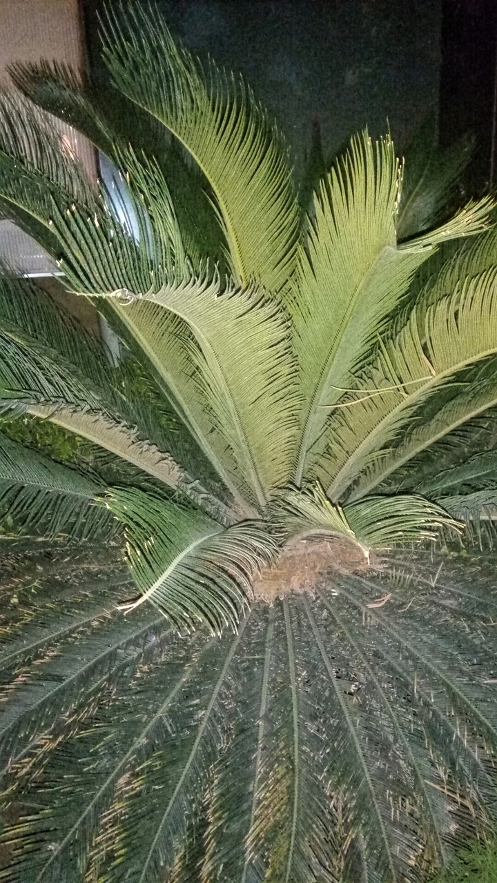 Natural Environment