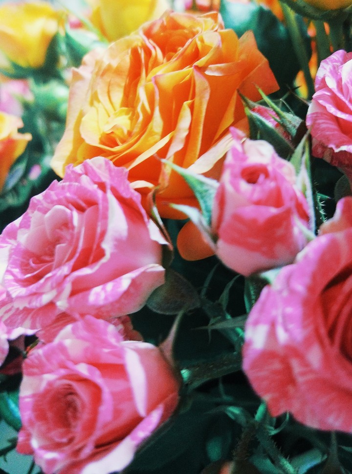 Rose