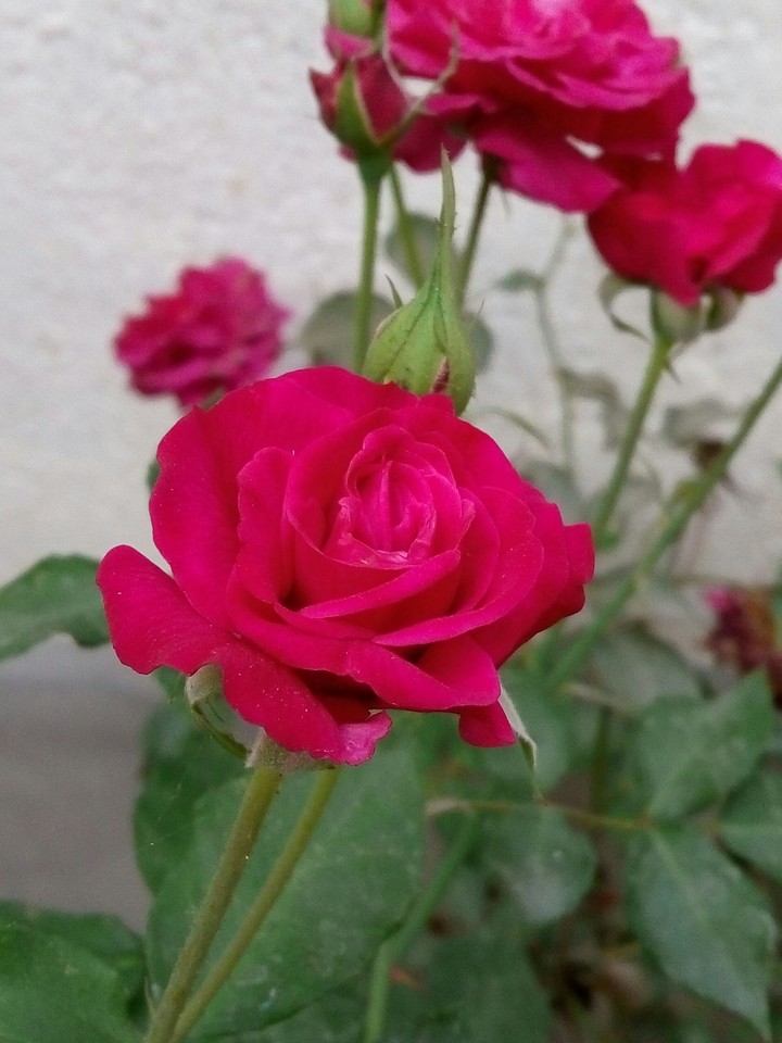 rose