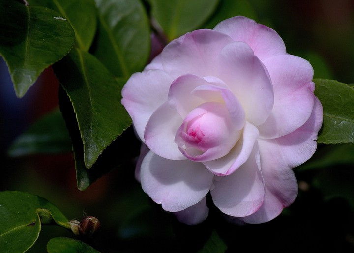 pink rose